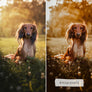 GOLDEN HOUR | Presets by Maxine Stevens